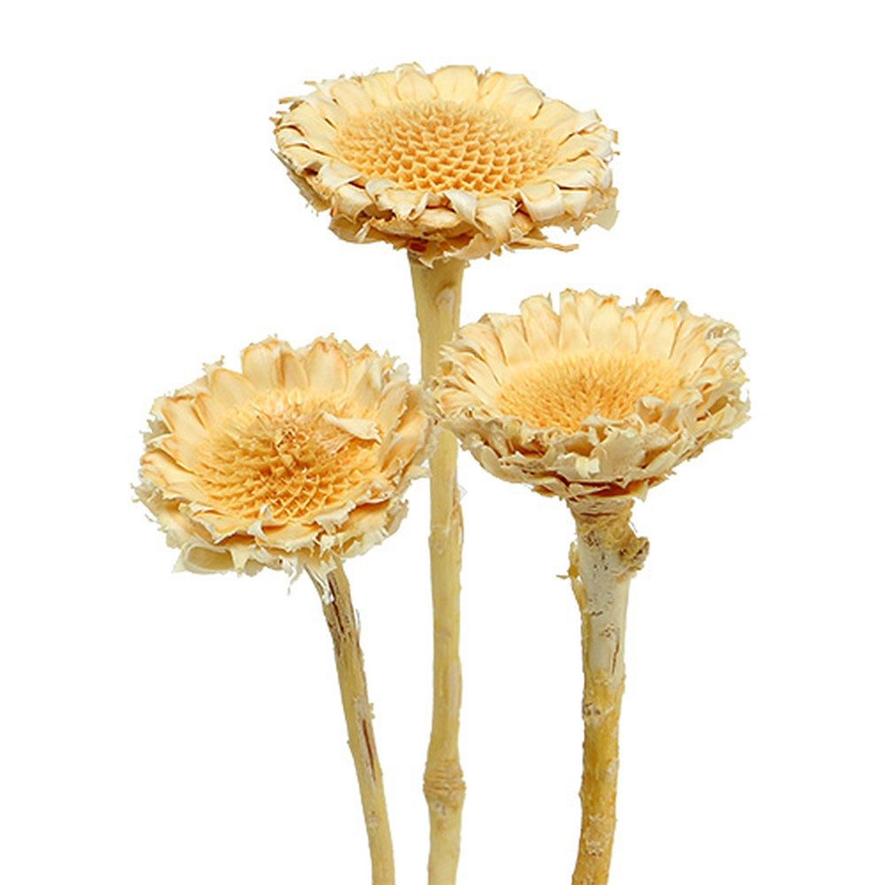 Trockenblume Gebleichte Susanne Rosette Trockenblumen 25 Stück für Dekoration und