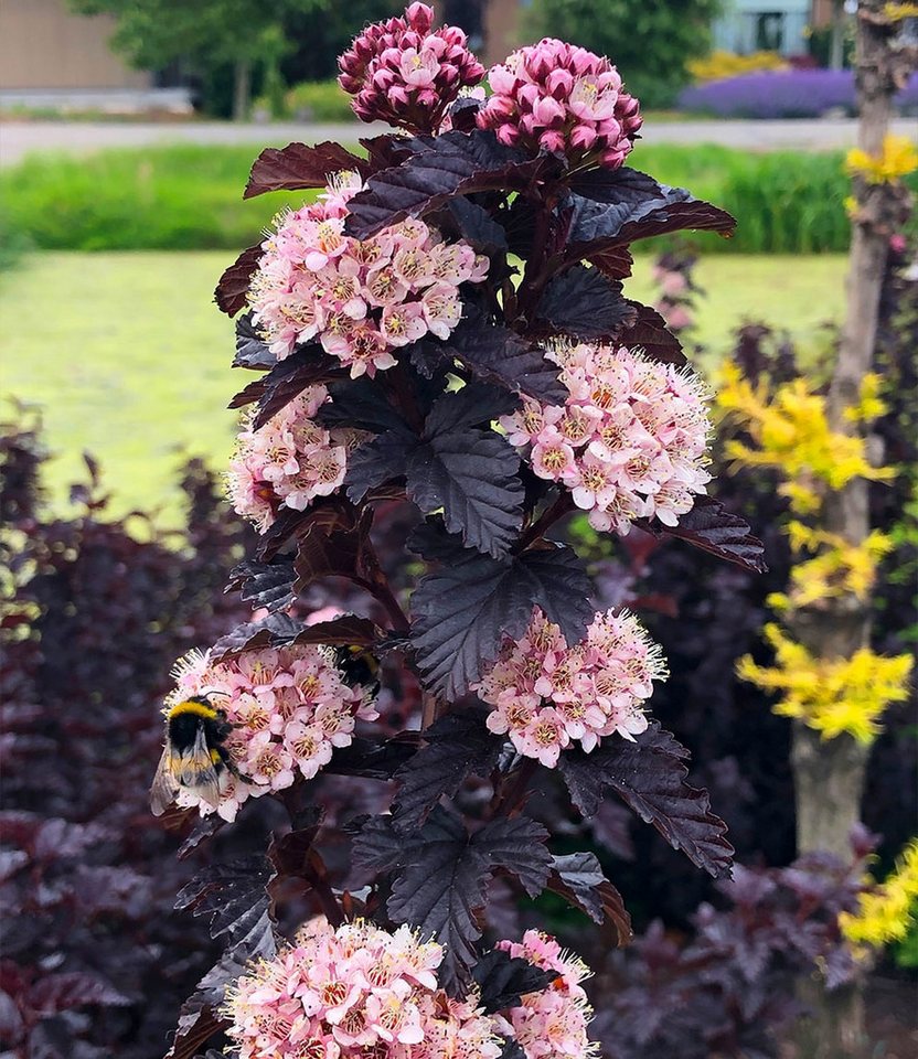 BALDUR Garten Zierstrauch Physocarpus Fasanenspiere 'Panther®' im 3-Liter XL Topf, 1 St., Blasenspiere,winterhart, mehrjährig, pflegeleicht