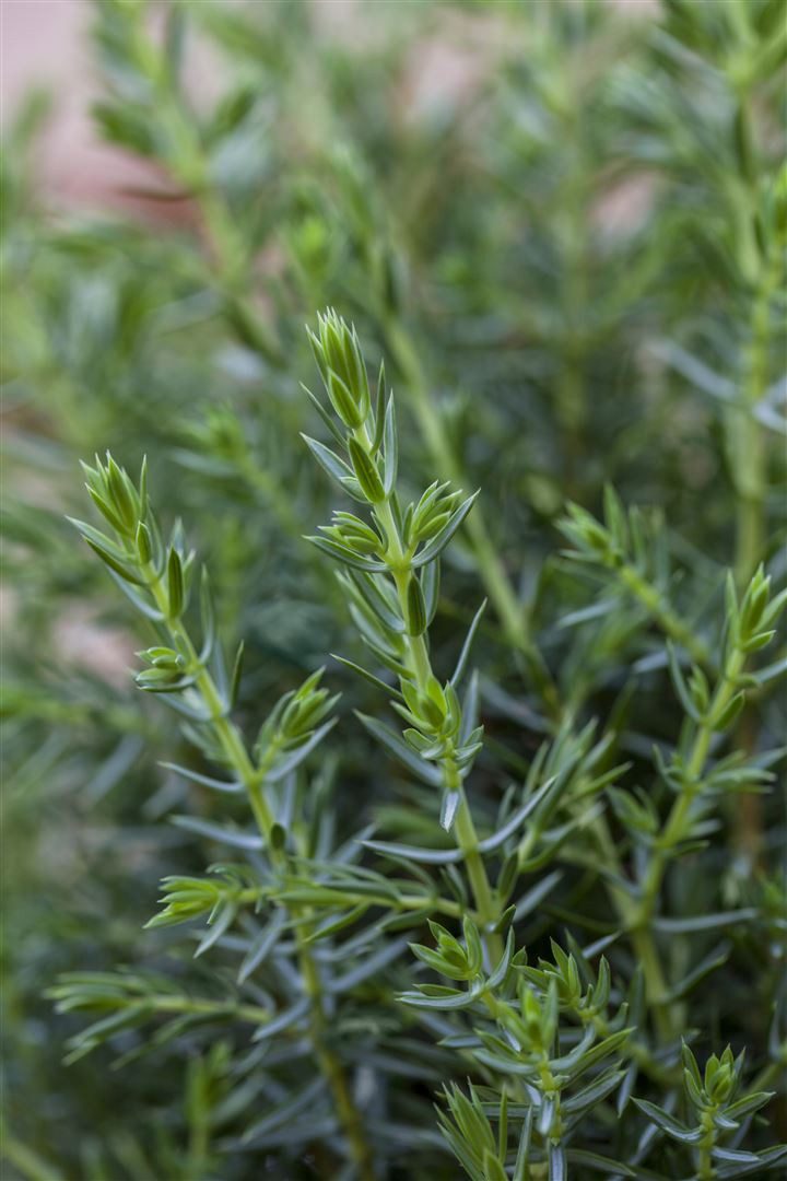 Pflanzen für Dich Konifere Juniperus communis Arnold, 1 St., Gemeiner Wacholder, Wacholder, säulenförmig, immergrün