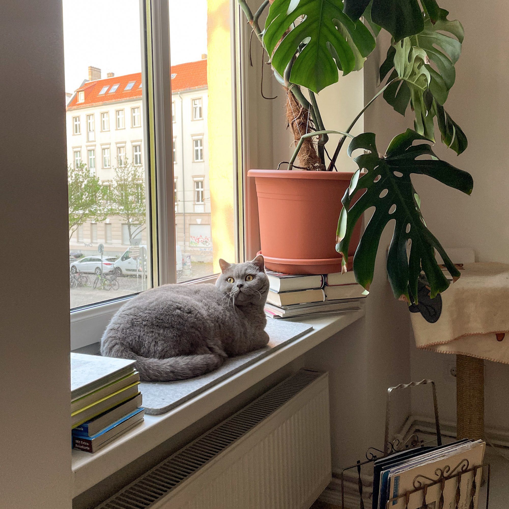 LucyBalu Katzenliege Katzen Fensterbrettauflage aus Wollfilz, Katzen Liegematte Fensterbank