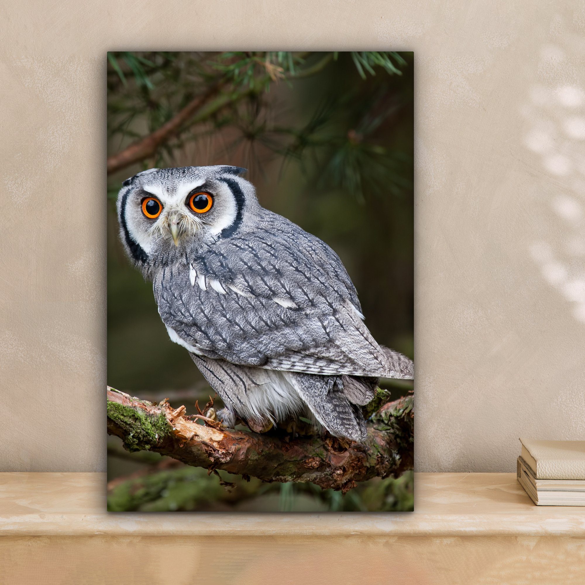 OneMillionCanvasses® Leinwandbild Eule - Vogel - günstig online kaufen