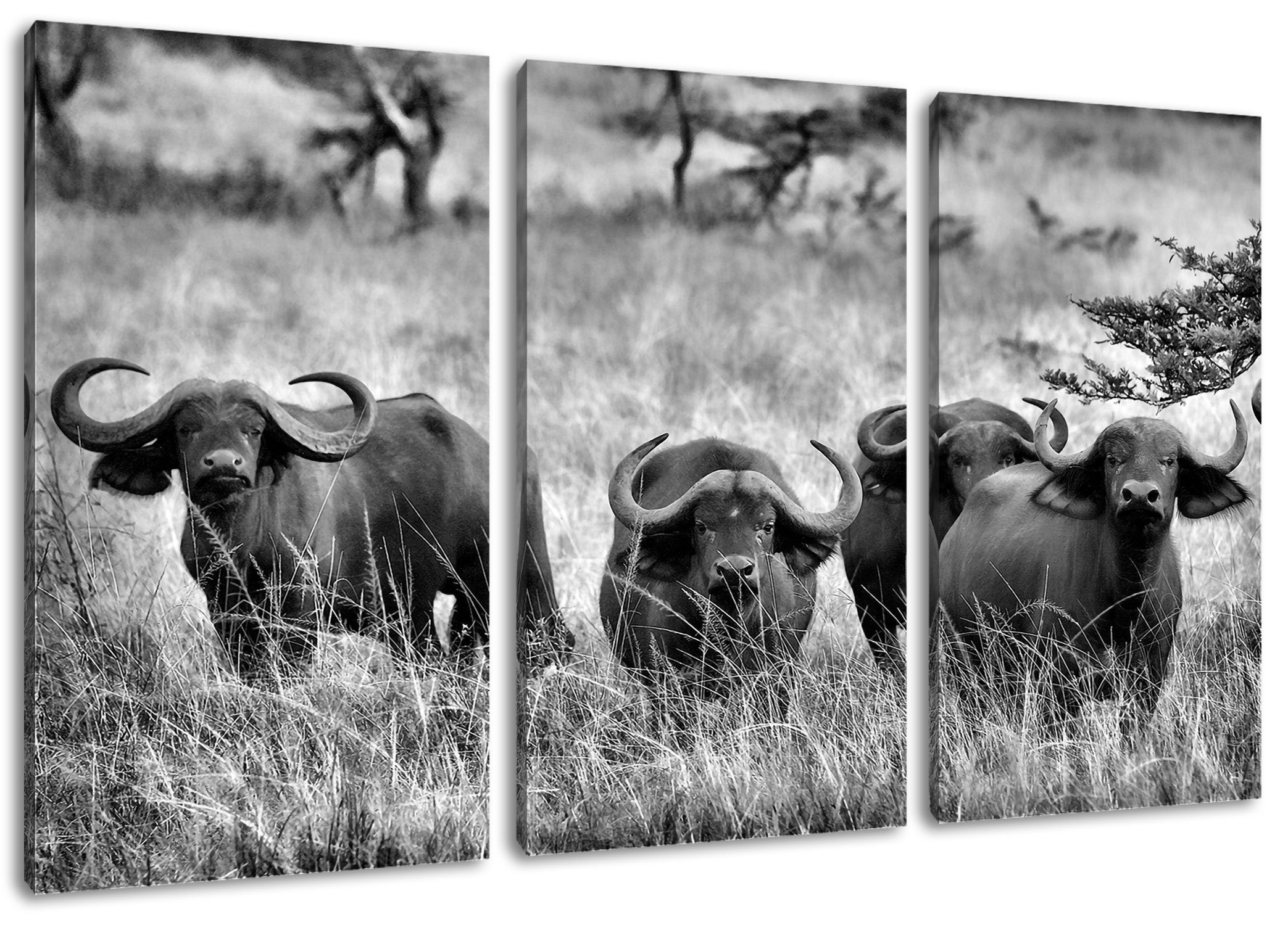 Pixxprint Leinwandbild wachsame Kaffernbüffel Herde Zackenaufhänger St), bespannt, (1 Kaffernbüffel fertig inkl. Leinwandbild 3Teiler wachsame Herde, (120x80cm)