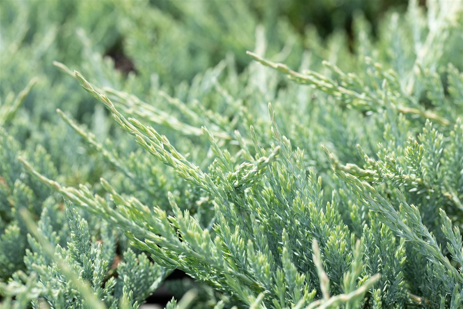 Pflanzen für Dich Konifere Juniperus horizontalis Blue Chip, 1 St., Kriech-Wacholder, Blauer Teppich-Wacholder, blaugrau, kriechend