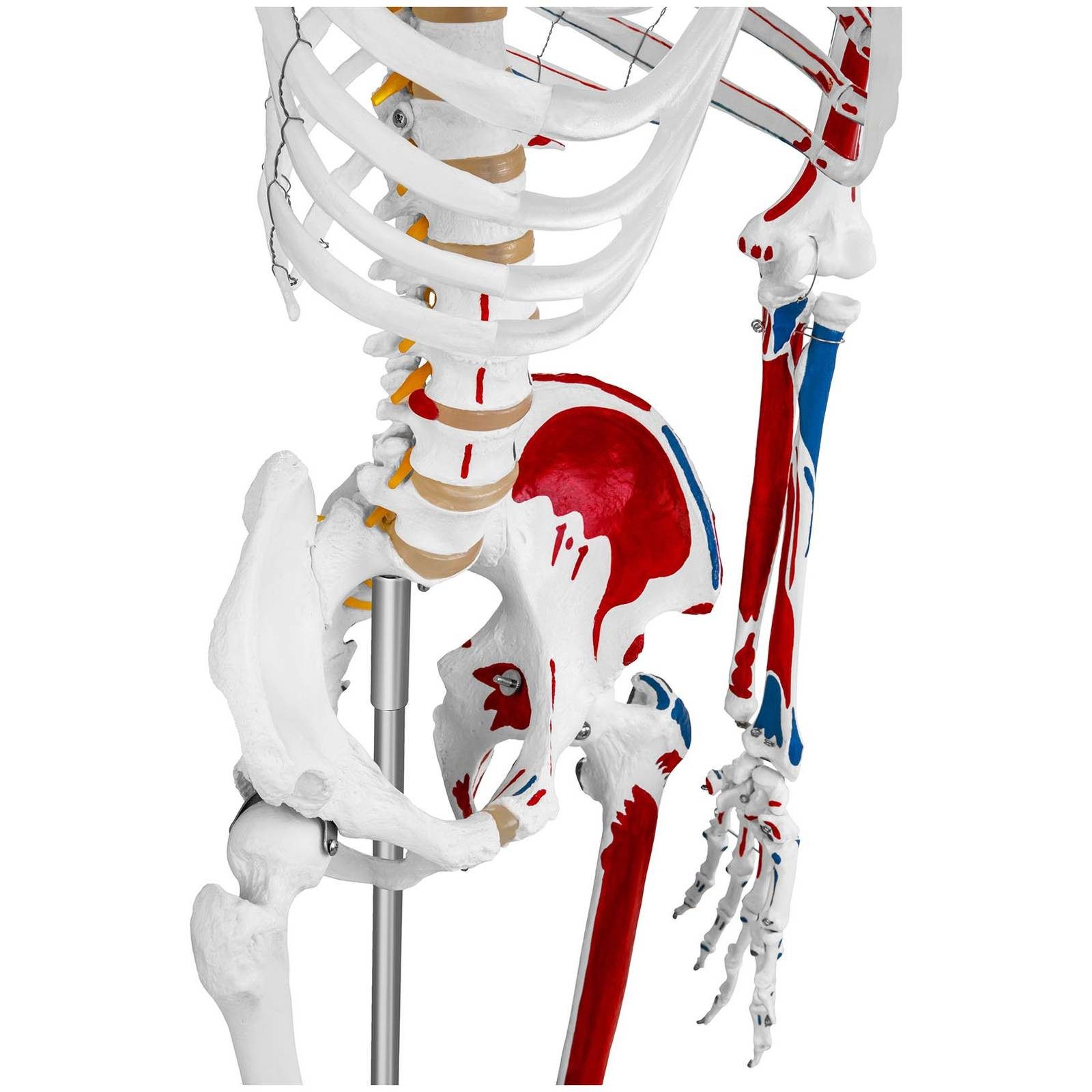 Physa Dekoobjekt Skelett Modell Menschliches Skelett Anatomisches Modell Skelett – Bild 3 von 5