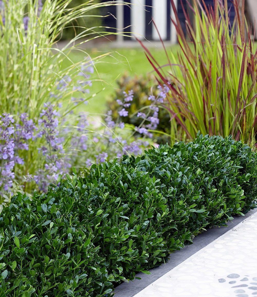 BALDUR Garten Zierstrauch Ilex 'Luxus® Globe' der Buchs-Ersatz, 5 St., Buxus, immergrün,winterhart, mehrjährig, pflegeleicht – Bild 3 von 5