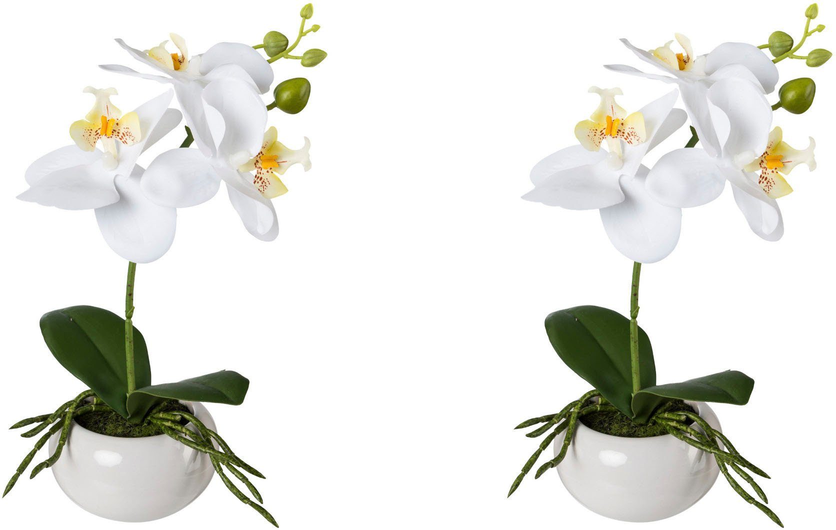 Kunstorchidee Phalaenopsis in Keramikschale Orchidee Phalaenopsis, Creativ günstig online kaufen