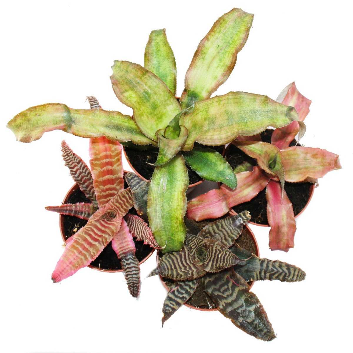 Exotenherz Zimmerpflanze 4er Set Erdbromelie Cryptanthus buntlaubig Pflanze Ideal für Terrarien