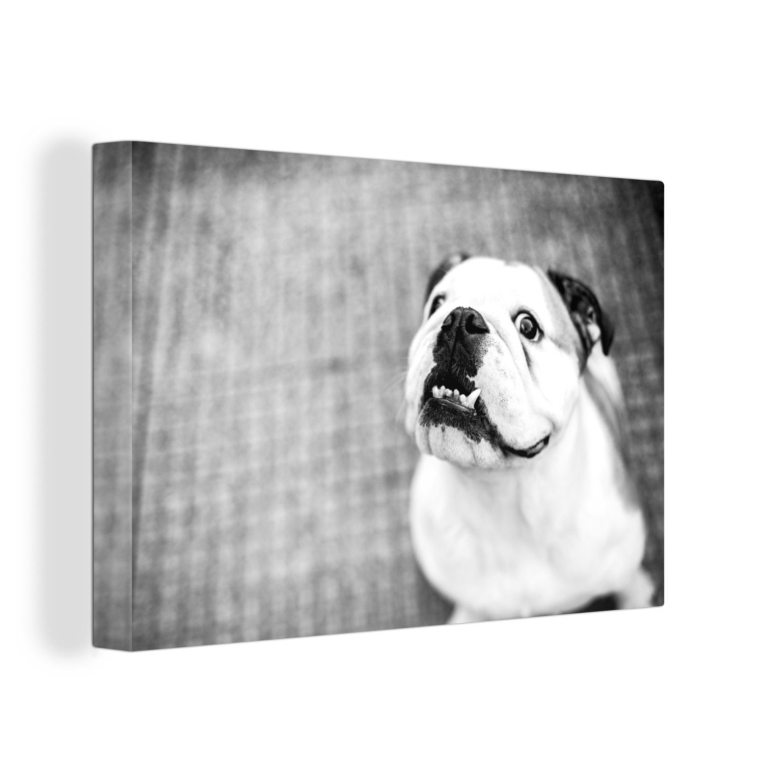 OneMillionCanvasses® Leinwandbild Nach oben schauende Englische Bulldogge - schwarz und weiß, (1 St), Wandbild Leinwandbilder, Aufhängefertig, Wanddeko, 30x20 cm