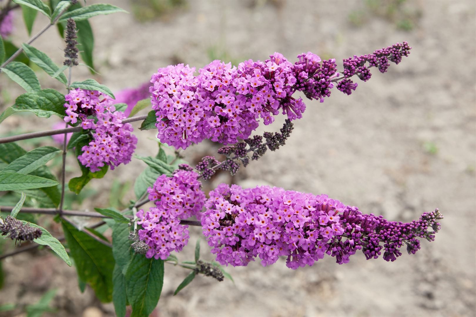Pflanzen für Dich Gehölze Buddleja davidii Border Beauty, 1 St., Schmetterlingsflieder, Sommerflieder