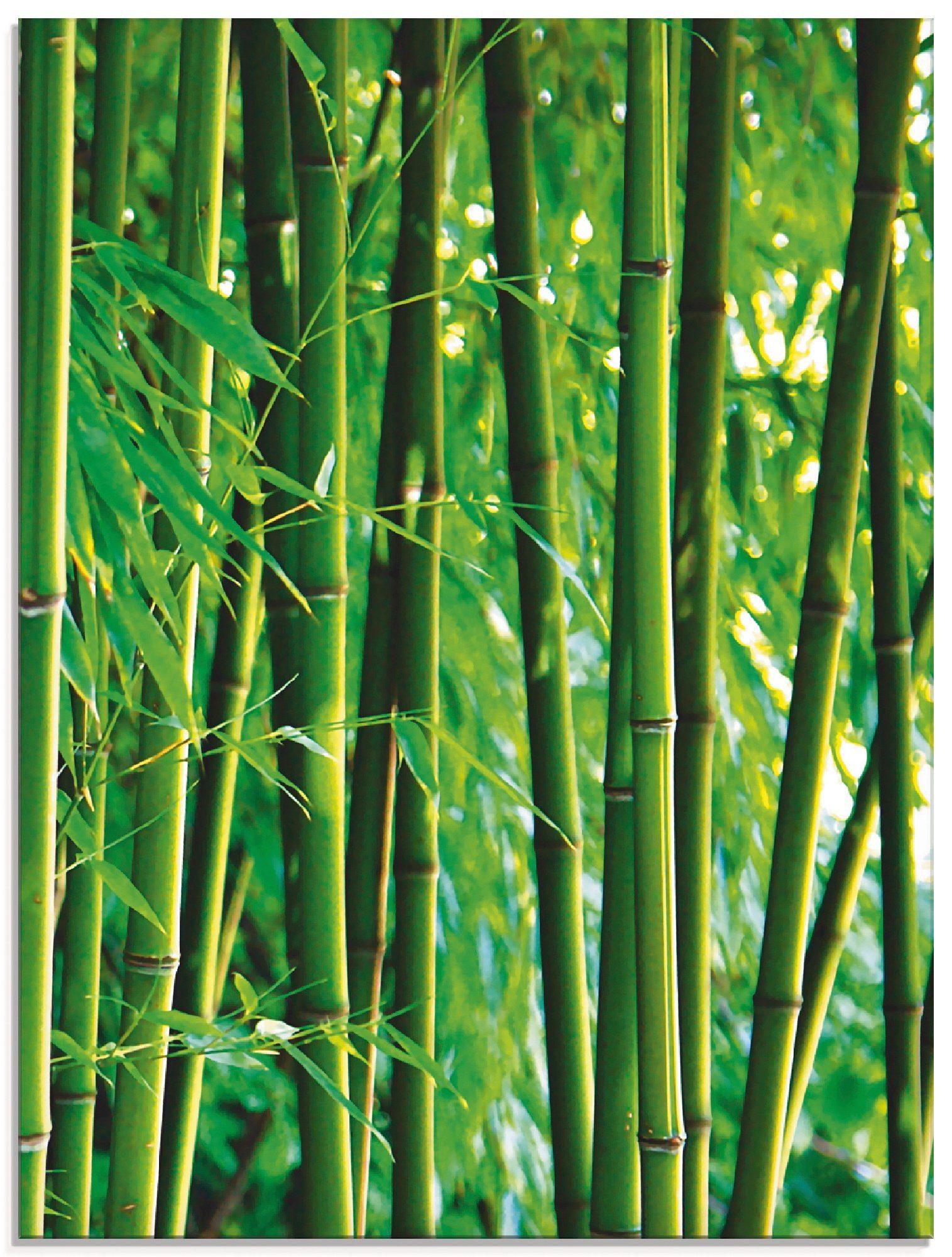 Artland Glasbild Bambus, Gräser (1 St), in verschiedenen Größen