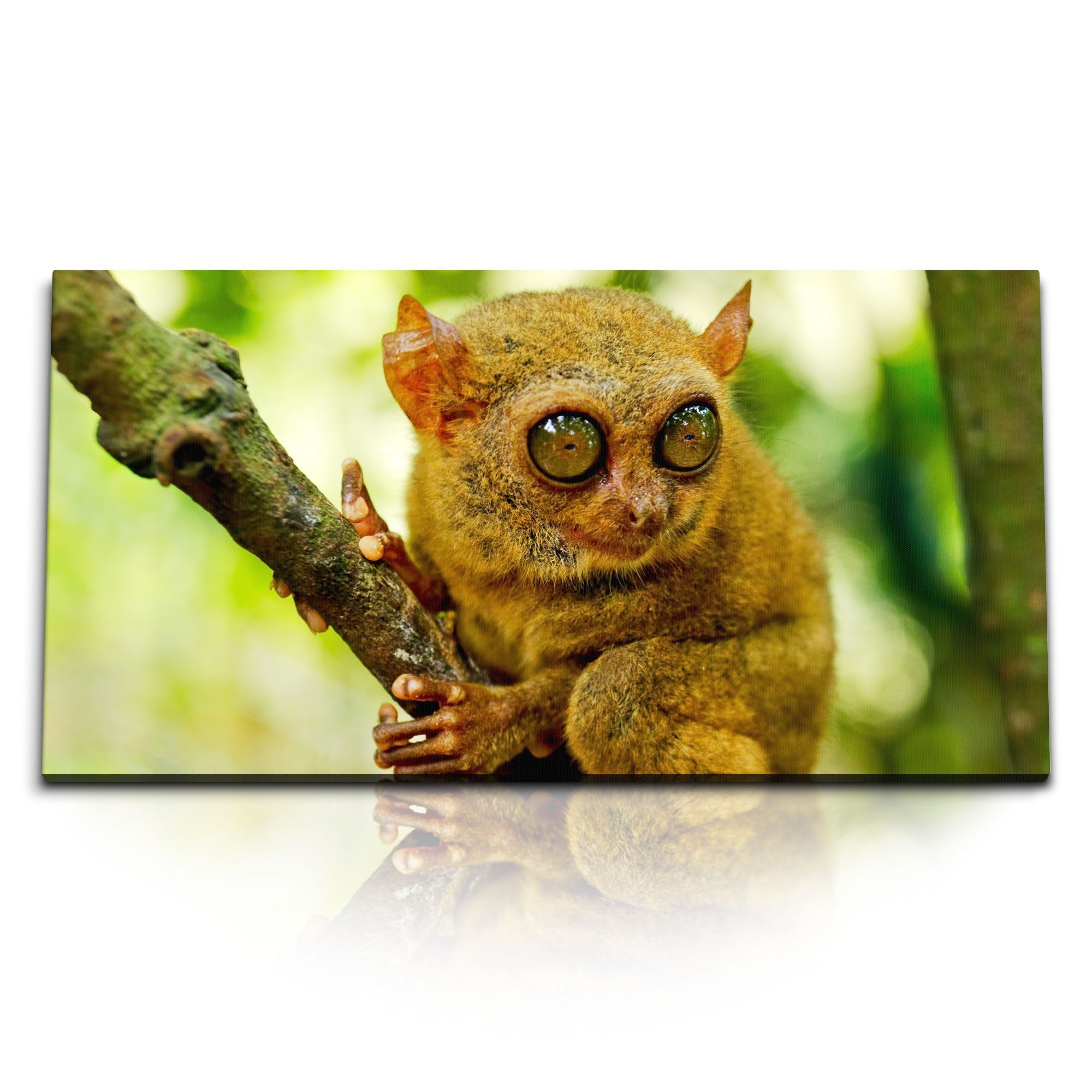 Leinwandbild Kunstdruck Bilder 120x60cm Koboldmaki Maki Tierfotografie Dschungel Tr