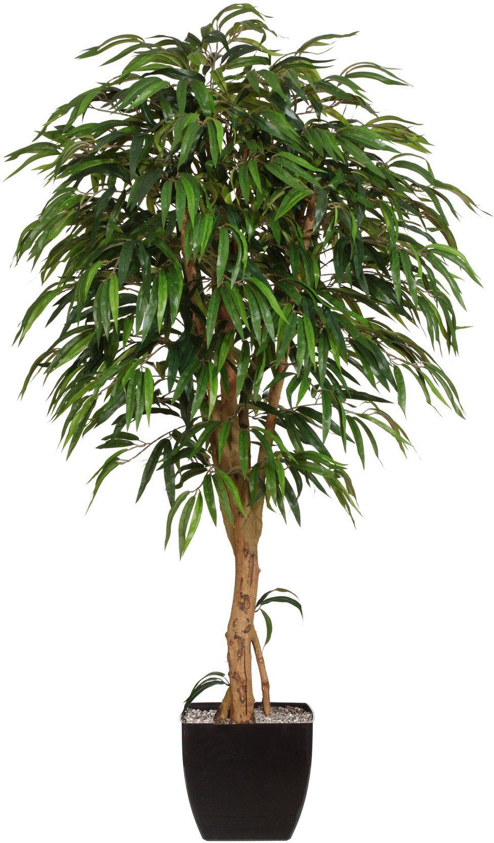 Kunstpflanze Weeping-Ficus, Creativ green, Höhe 180 cm