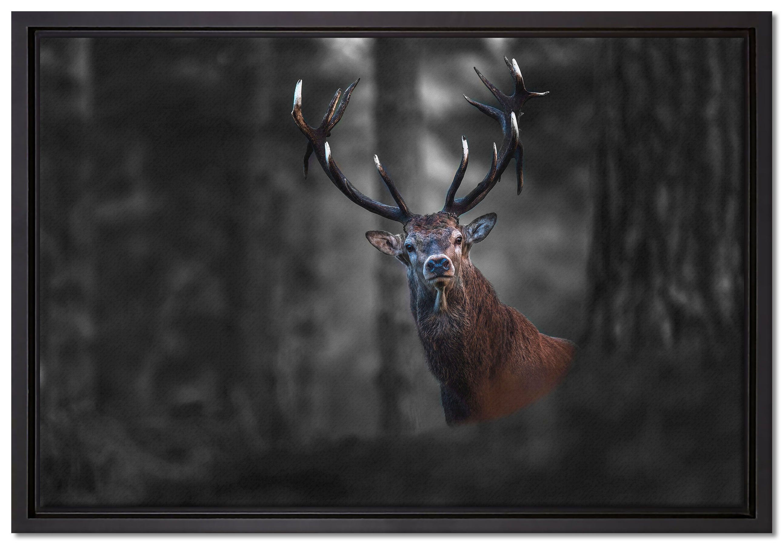 Pixxprint Leinwandbild Hirsch im Wald schaut neugierig in die Kamera B&W Detail, Wanddekoration (1 St), Leinwandbild fertig bespannt, in einem Schattenfugen-Bilderrahmen gefasst, inkl. Zackenaufhänger
