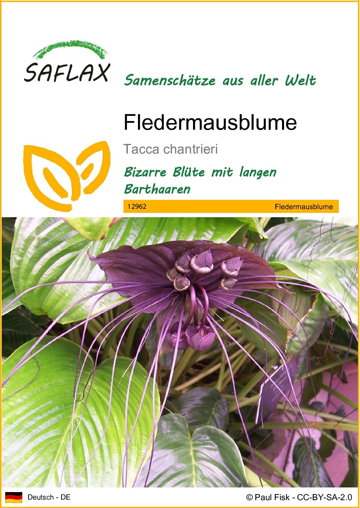 Blumensamen SAFLAX - Samen - Fledermausblume