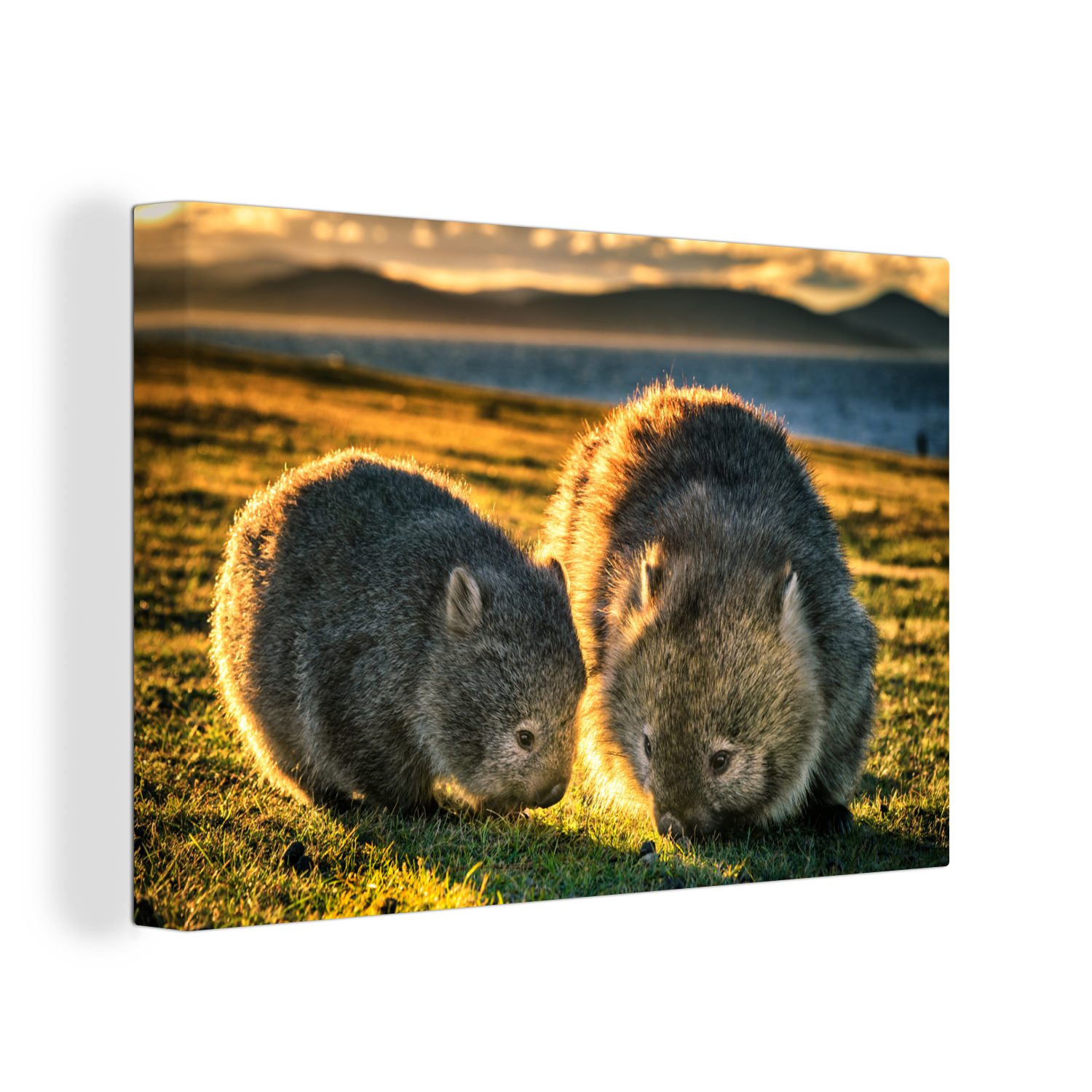 OneMillionCanvasses® Leinwandbild Zwei Wombats bei Sonnenuntergang in einem Grasfeld, (1 St), Wandbild Leinwandbilder, Aufhängefertig, Wanddeko, 30x20 cm