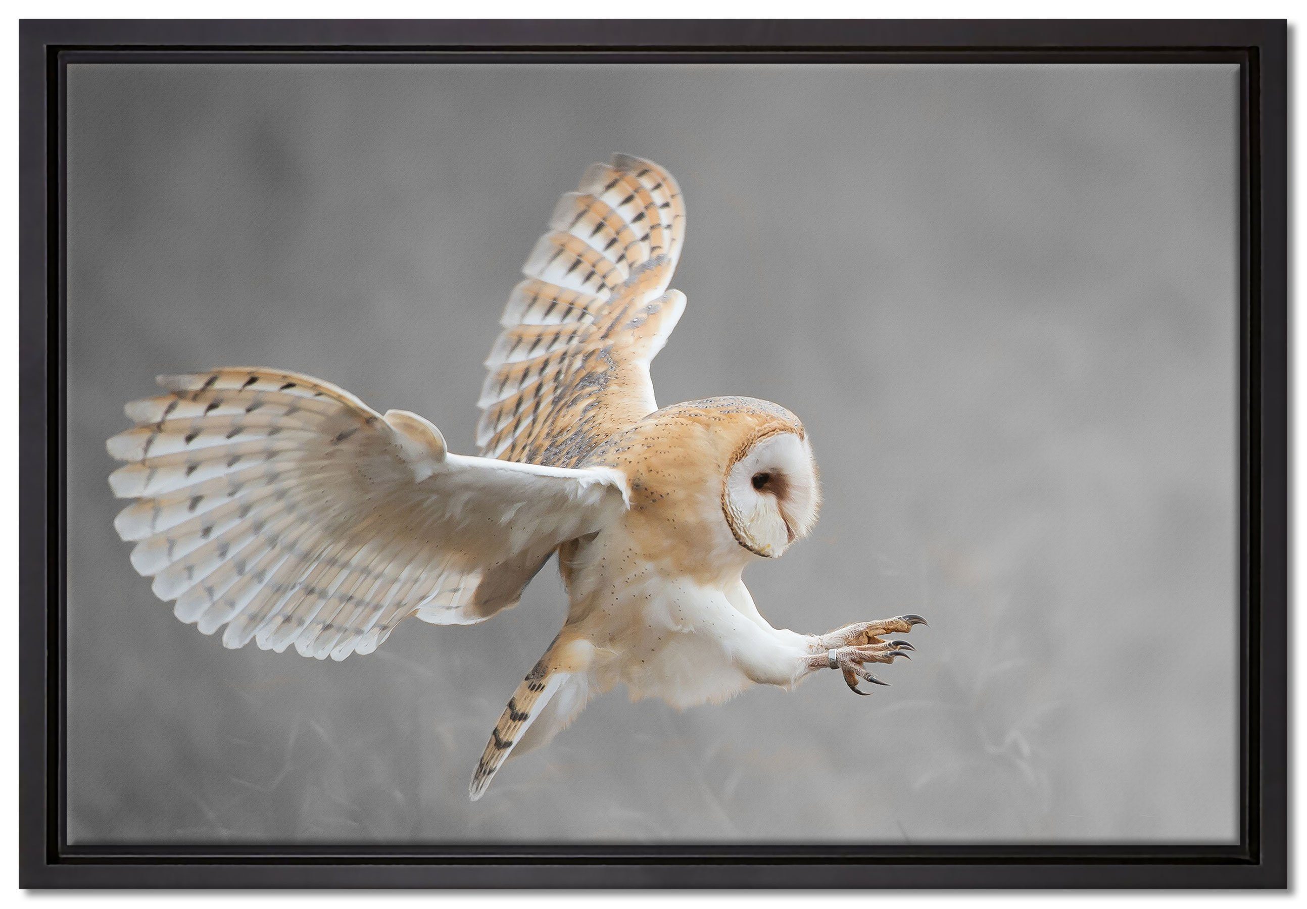 Leinwandbild inkl. Fliegende Jagd, bei Weiße Leinwandbild Zackenaufhänger (1 bespannt, fertig gefasst, St), der in Schattenfugen-Bilderrahmen Eule einem Wanddekoration Pixxprint