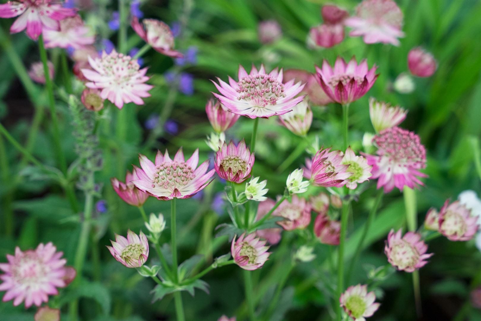 Pflanzen für Dich Staude Astrantia major Rosea, 1 St., Große Sterndolde, Sterndolde