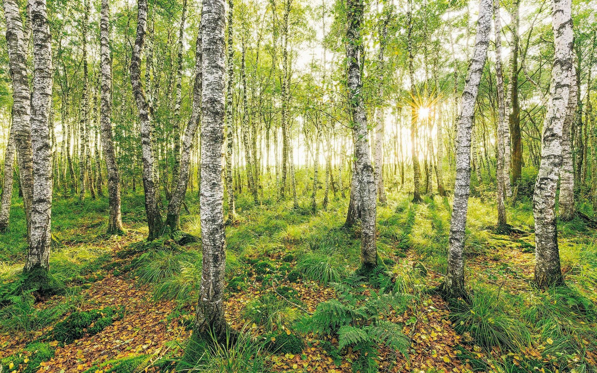 Komar Vliestapete Digitaldruck Vlies - Birch Trees - Größe 400 x 250 cm, glatt, bedruckt, (1 St), Wohnzimmer, Schlafzimmer
