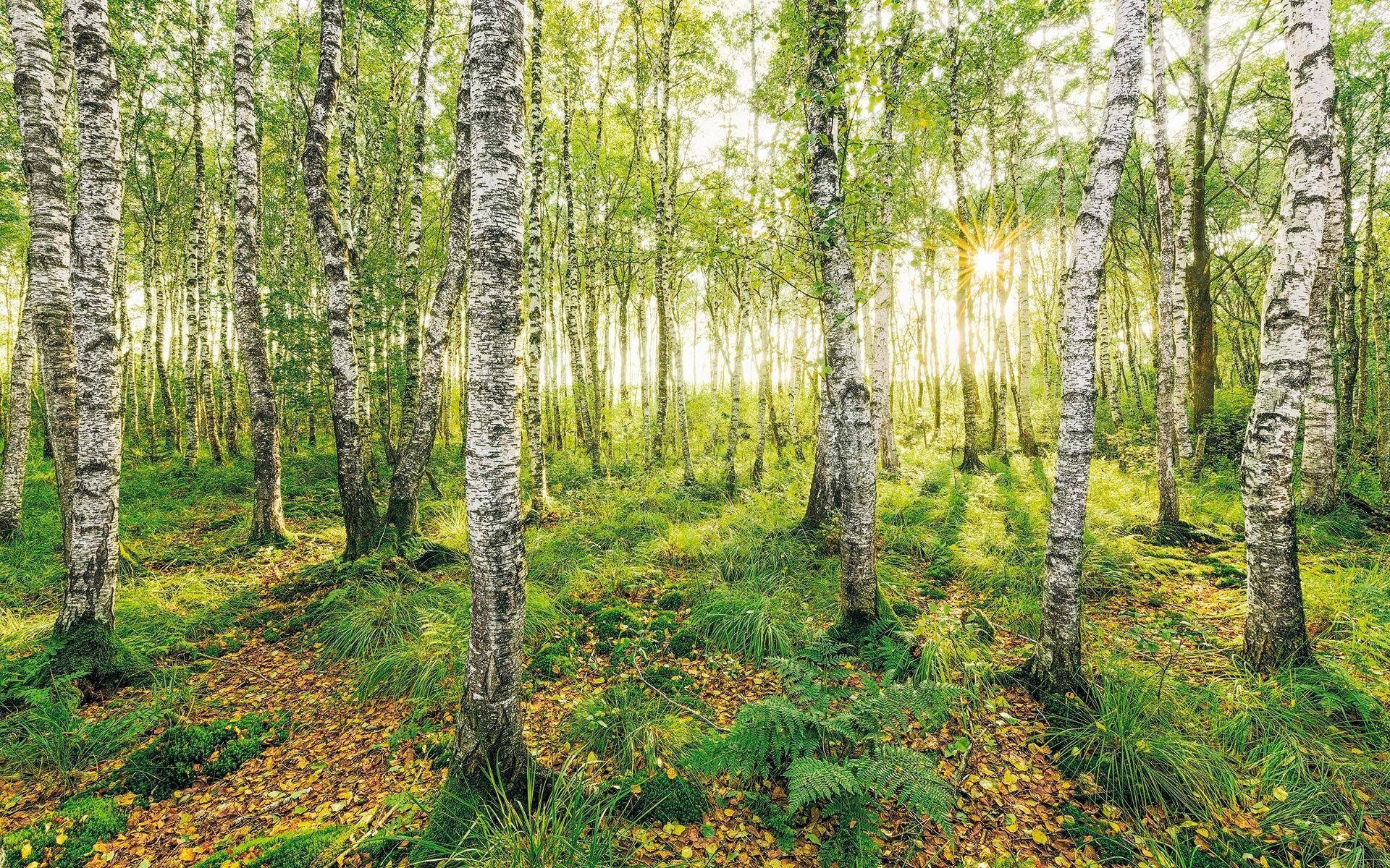 Komar Vliestapete Birch Trees, (1 St), 400x250 cm (Breite x Höhe),  Vliestapete, 100 cm Bahnbreite