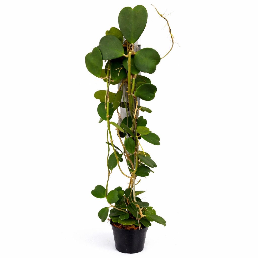 Exotenherz Zimmerpflanze Hoya kerii Herzblatt-Pflanze Solitär Mutterpflanze 19cm Topf