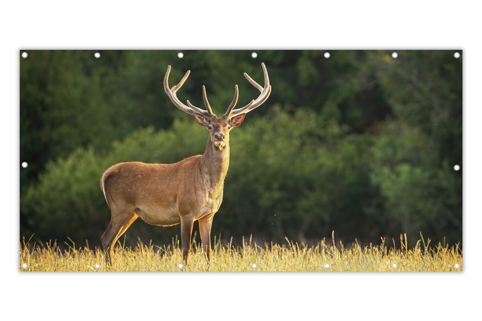 MuchoWow Balkonsichtschutz Hirsch - Geweih - Gras - Natur - Tiere - Grün (1-St) Balkon Sichtschutz 90x200, Windschutz für Zaun PVC, 200x90 cm