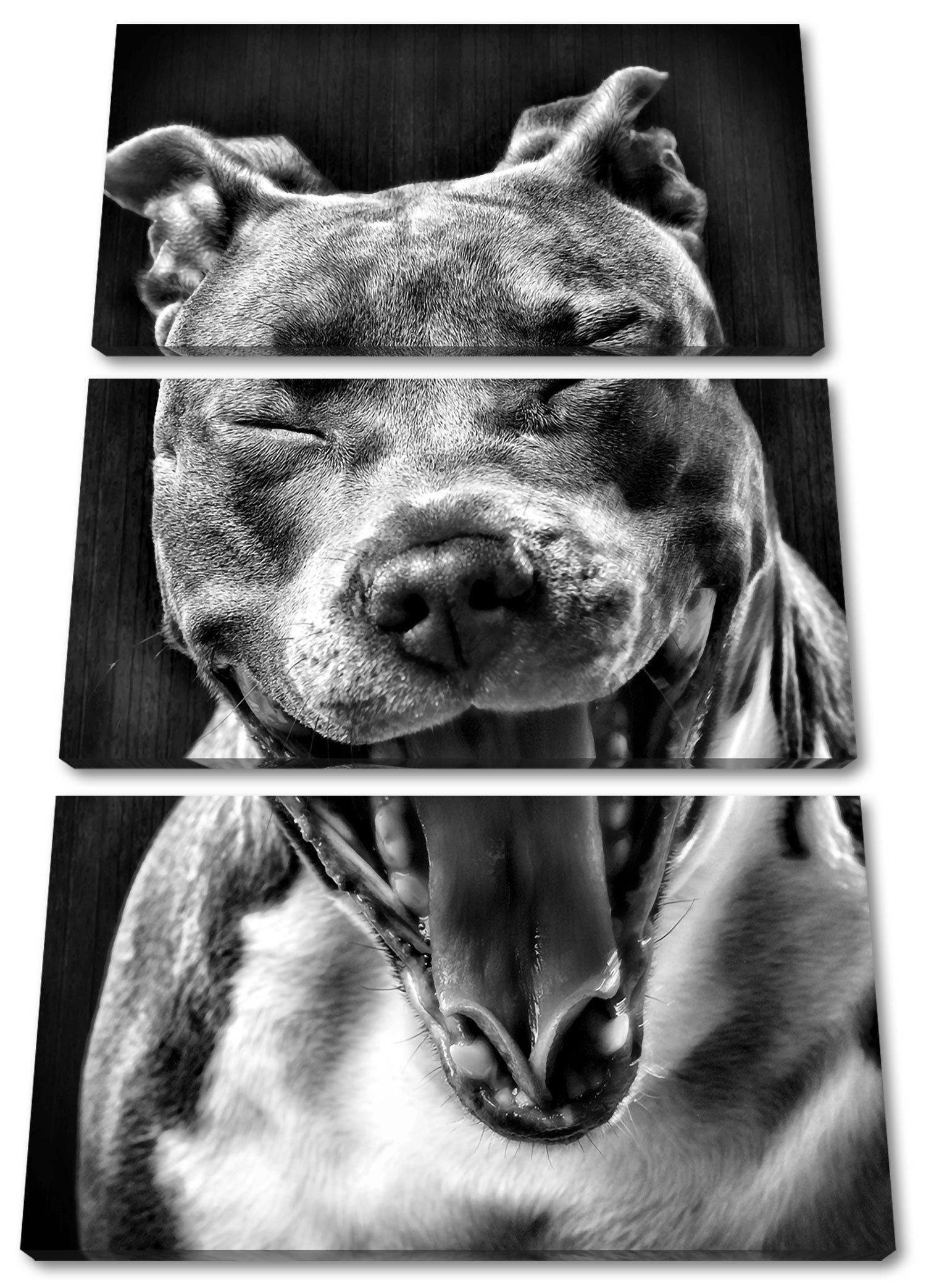 Pixxprint Leinwandbild Lachender Pitbull, Lachender Pitbull 3Teiler (120x80cm) (1 St), Leinwandbild fertig bespannt, inkl. Zackenaufhänger