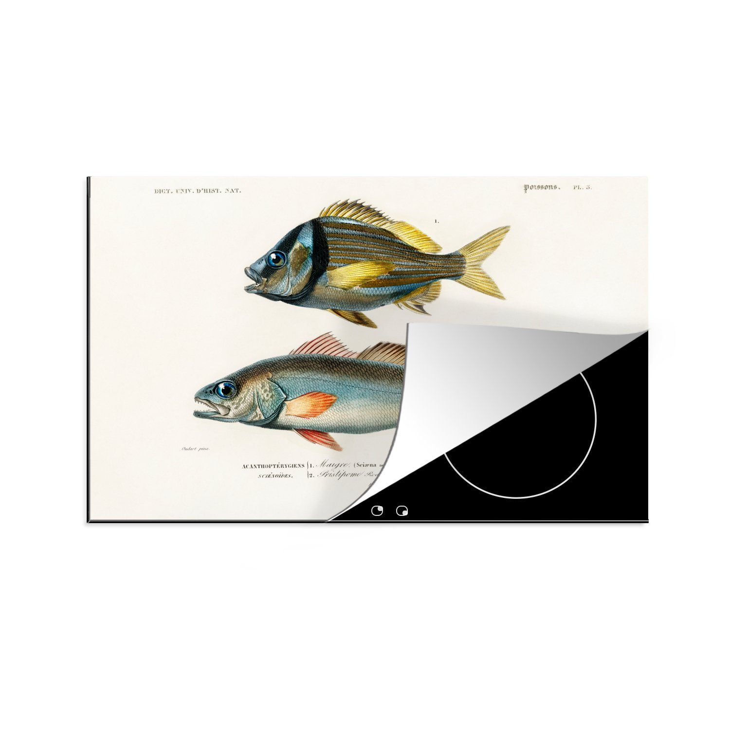 MuchoWow Herdblende-/Abdeckplatte Fisch - Jahrgang - Realismus, Vinyl, (1 tlg), 81x52 cm, Induktionskochfeld Schutz für die küche, Ceranfeldabdeckung