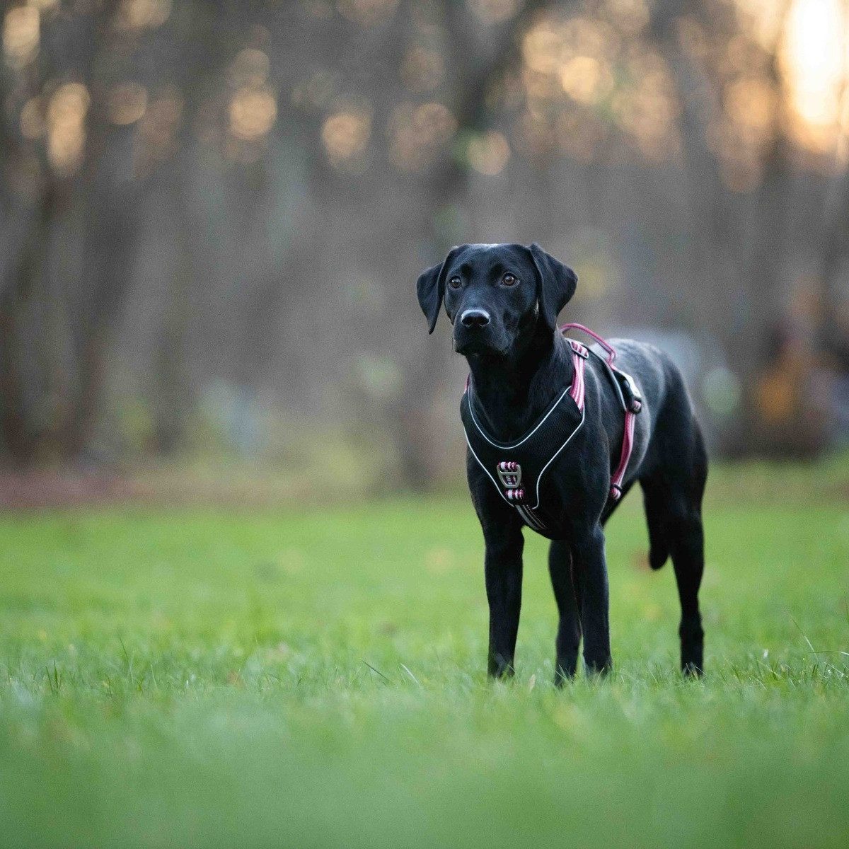 Wolters Hunde-Geschirr Geschirr Active Pro rot/schwarz