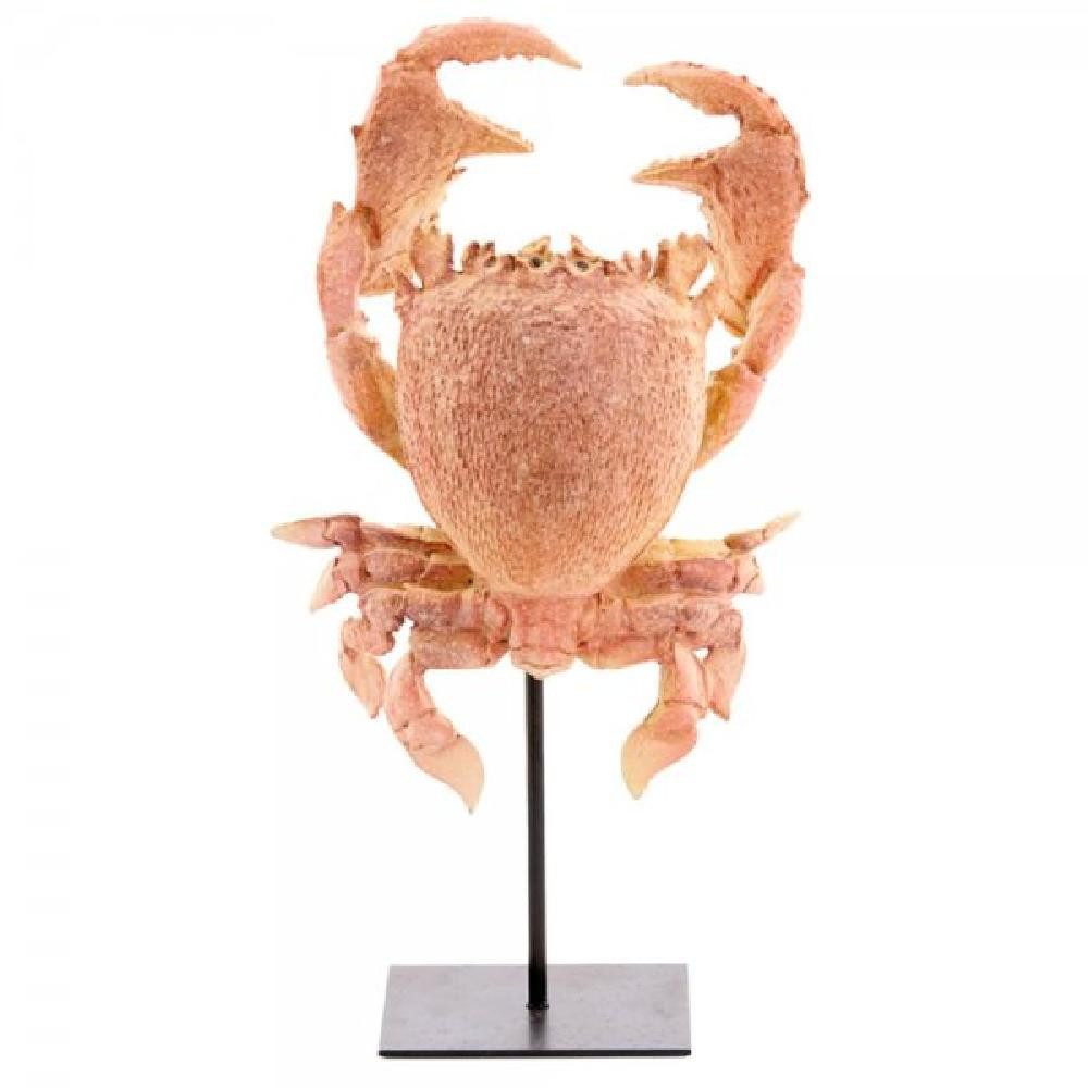 Light & Living Skulptur Dekorationsobjekt Crab Krebs Koralle