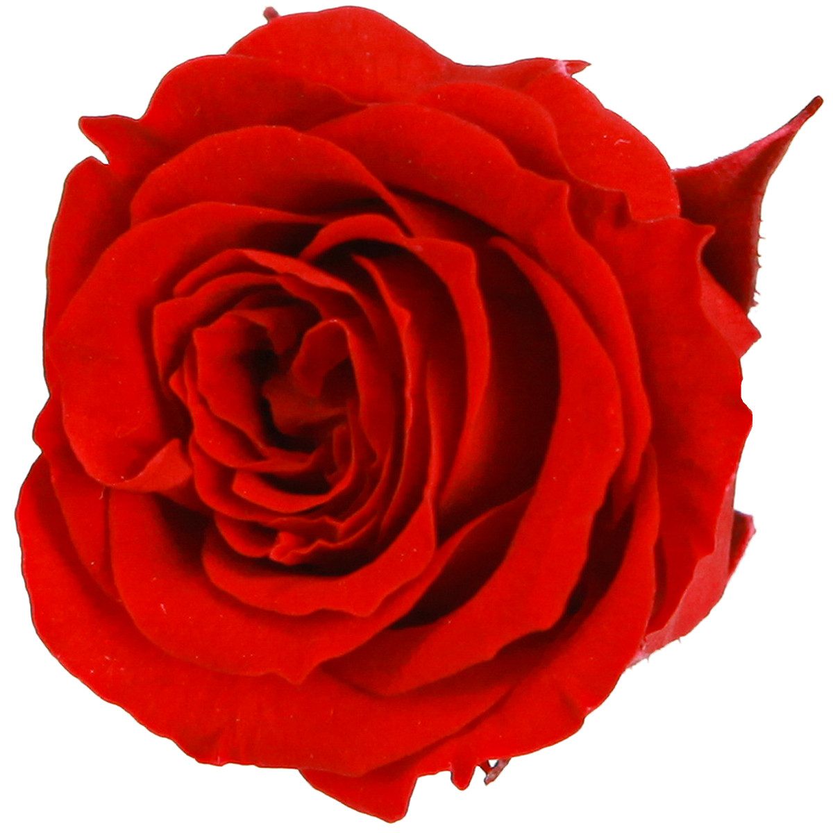 Kunstblume Infinity Rosen Rot Ø3cm 16 St Künstliche Deko-Rosenköpfe