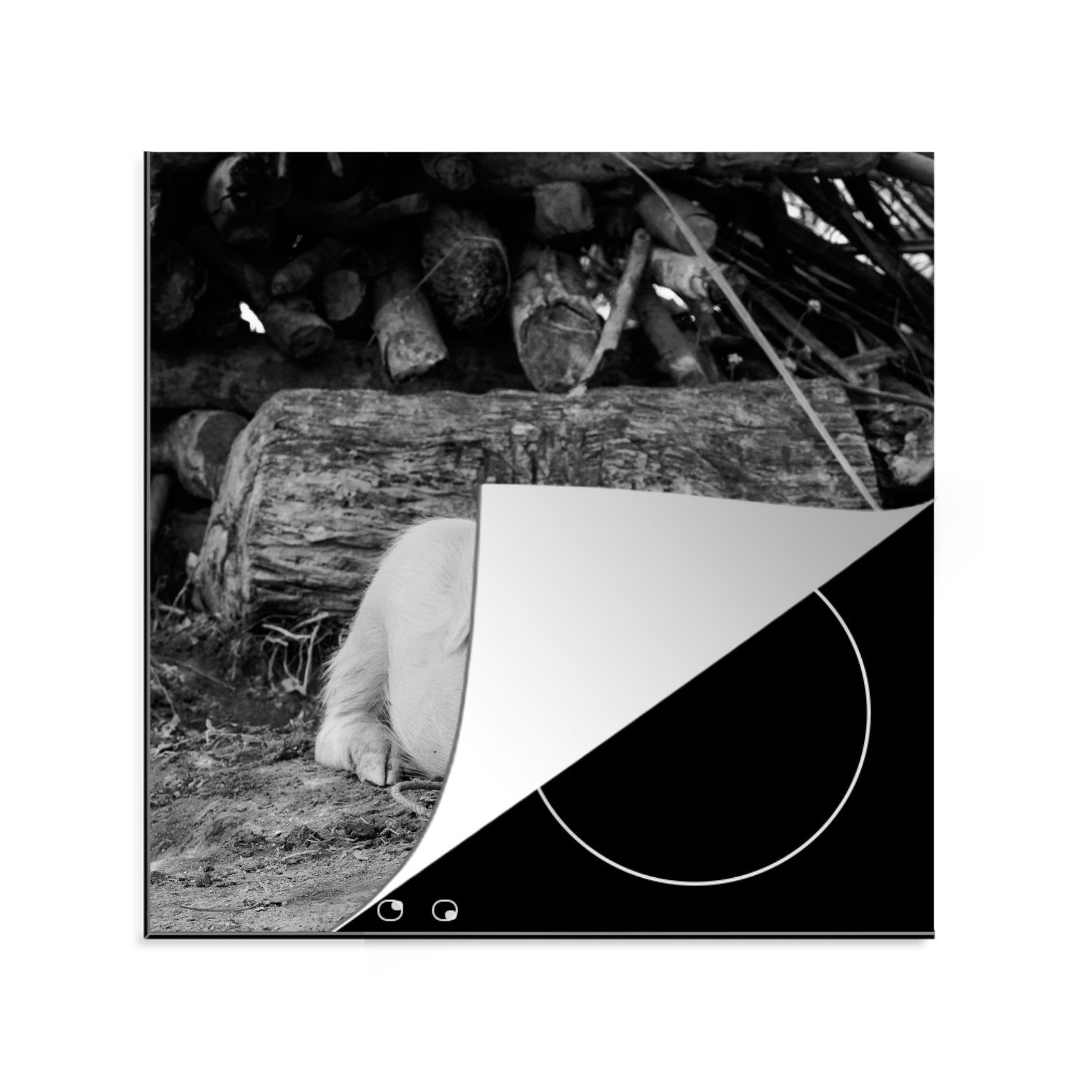 MuchoWow Arbeitsplatte cm, Ceranfeldabdeckung, 78x78 tlg), schwarz Lügenschwein küche - Herdblende-/Abdeckplatte und weiß, (1 Vinyl, für