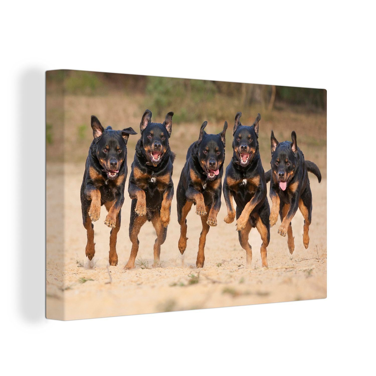 OneMillionCanvasses® Leinwandbild In einer Reihe laufende Rottweiler, (1 St), Wandbild Leinwandbilder, Aufhängefertig, Wanddeko, 30x20 cm