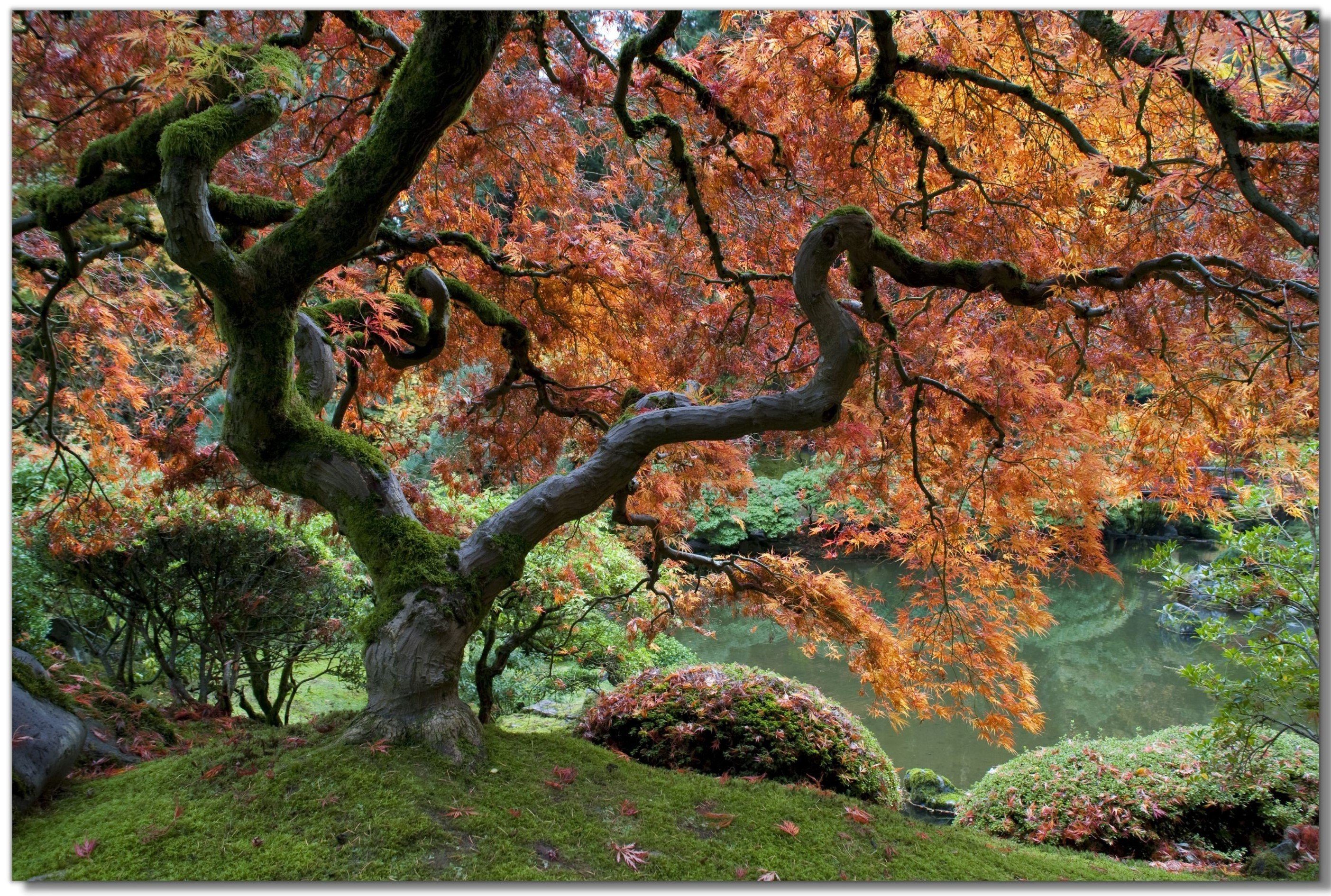 Victor (Zenith) Leinwandbild Leinwandbild \"Japanischer Baum\" - Größe: 30 x 45 cm, Bäume, in 30x45 cm, Wandbild Leinwand Bäume, Landschaftsbild