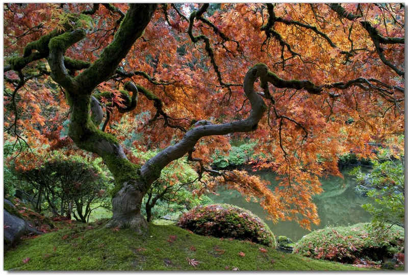 Victor (Zenith) Leinwandbild »Japanischer Baum«, Bäume, in 80x120 cm, Wandbild Leinwand Bäume, Landschaftsbild