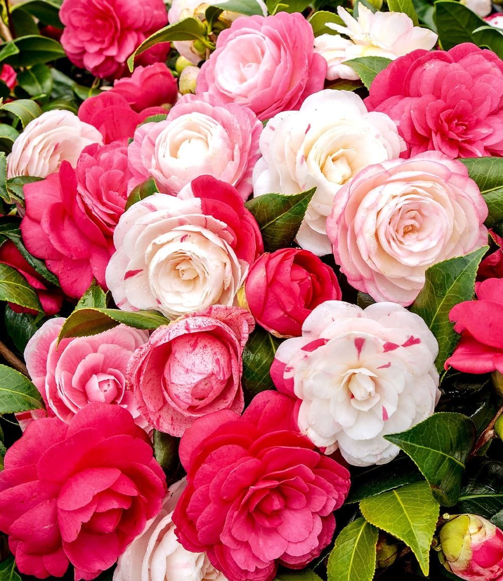 BALDUR Garten Zierstrauch Freiland-Kamelie 'Festival Tricolor', 1 St., Camelia, immergrün,winterhart, mehrjährig, pflegeleicht