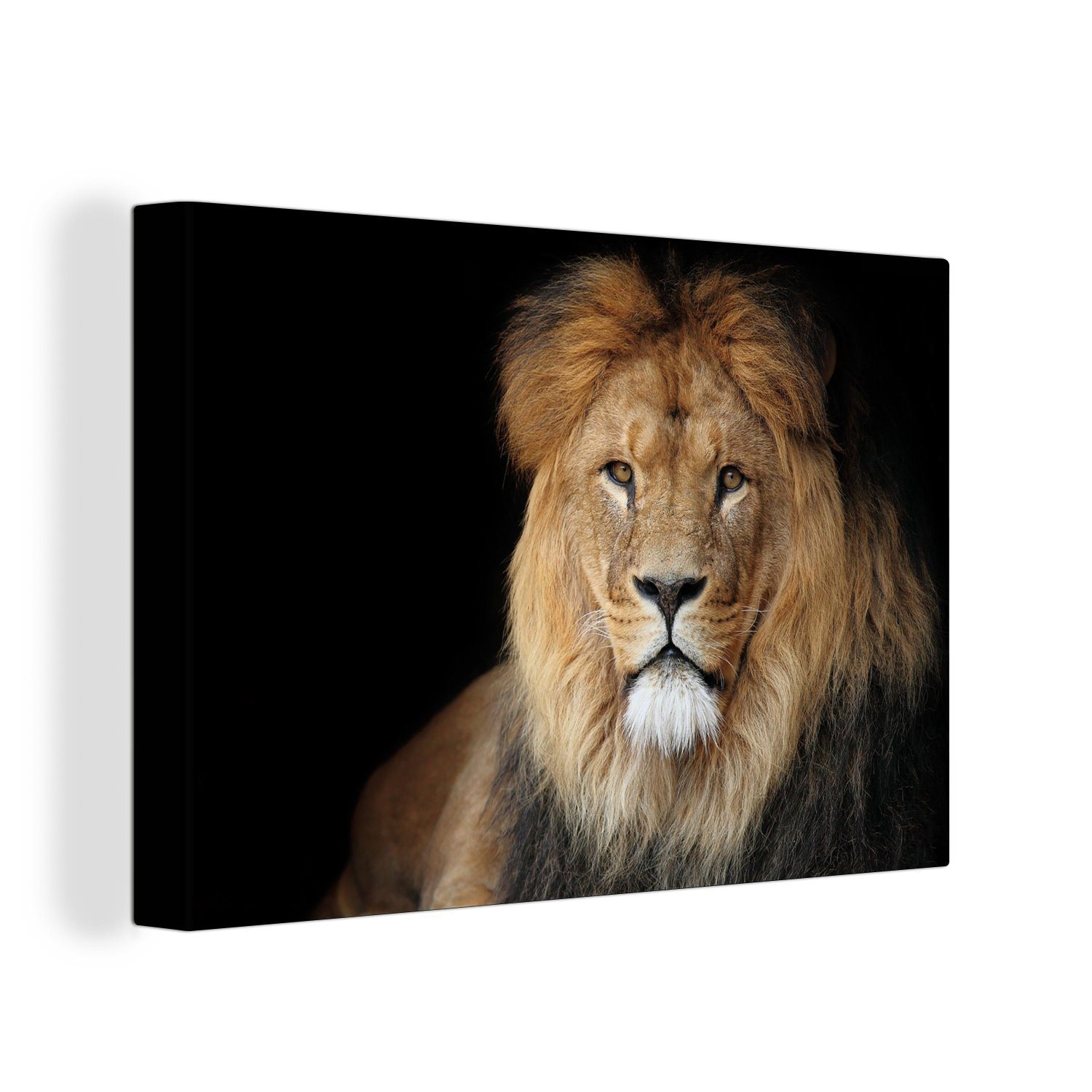 OneMillionCanvasses® Leinwandbild Ein Löwe auf schwarzem Hintergrund abgebildet, (1 St), Wandbild Leinwandbilder, Aufhängefertig, Wanddeko, 30x20 cm