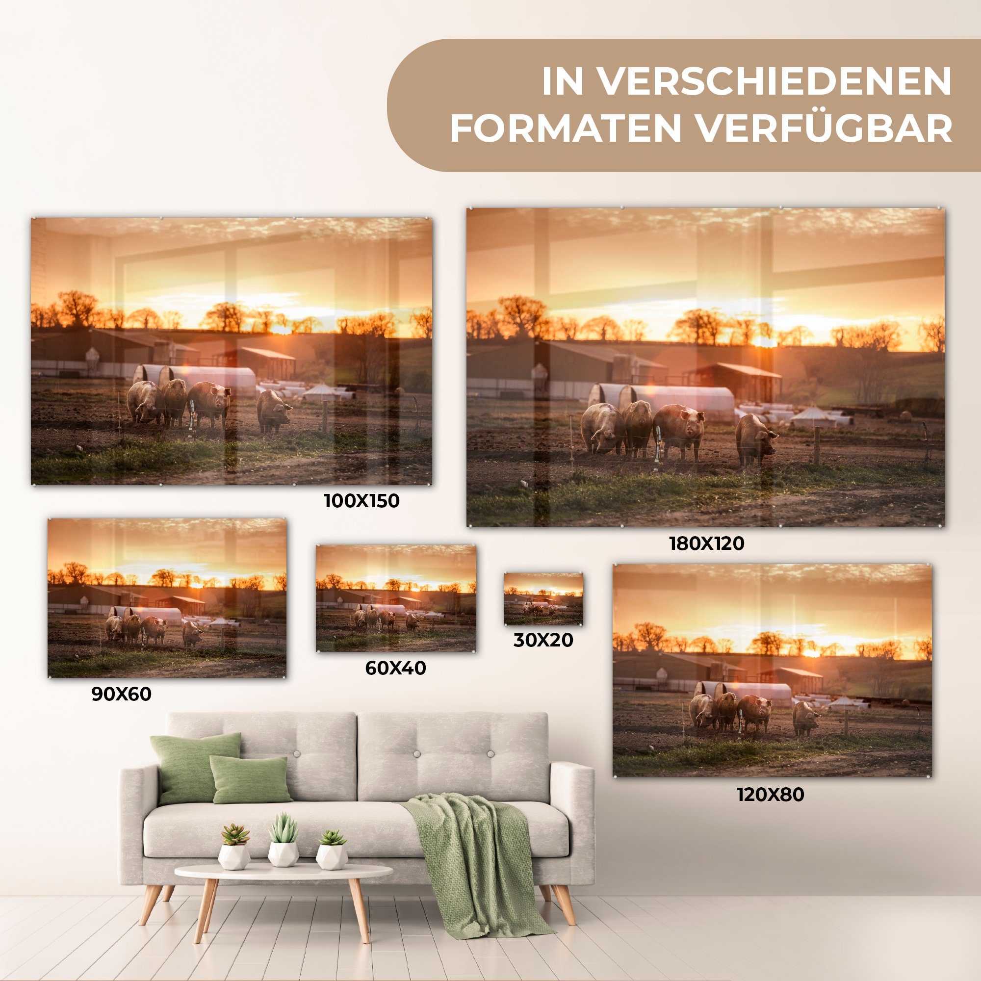 St), Schwein, Acrylglasbild Bauernhof & Wohnzimmer (1 Sonne Schlafzimmer Acrylglasbilder - MuchoWow -