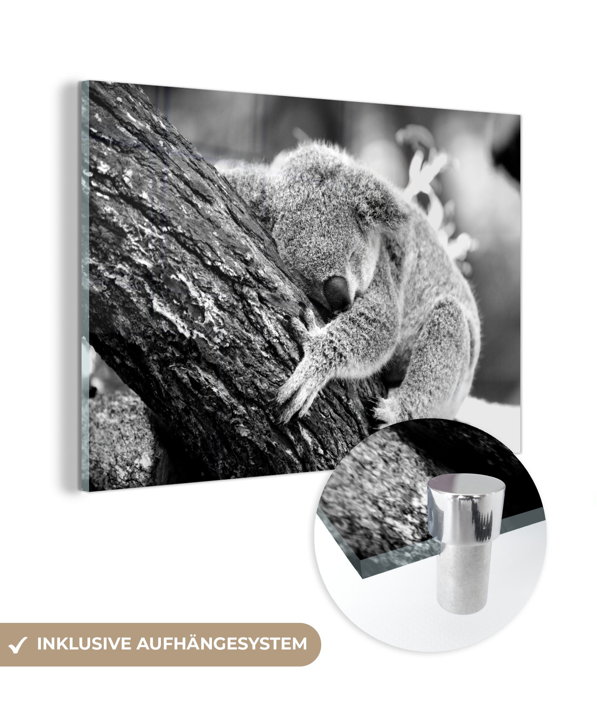 MuchoWow Acrylglasbild Koala - Baum - Schlaf - Kinder - Jungen - Mädchen, (1 St), Acrylglasbilder Wohnzimmer & Schlafzimmer