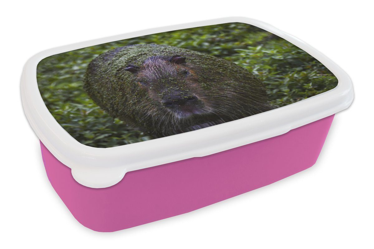 MuchoWow Lunchbox Schmutziges Wasserschwein, Kunststoff, (2-tlg), Brotbox für Erwachsene, Brotdose Kinder, Snackbox, Mädchen, Kunststoff rosa | Lunchboxen