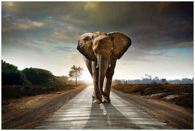 Wallario Glasbild, Elefant bei Sonnenaufgang in Afrika, in verschiedenen Ausführungen