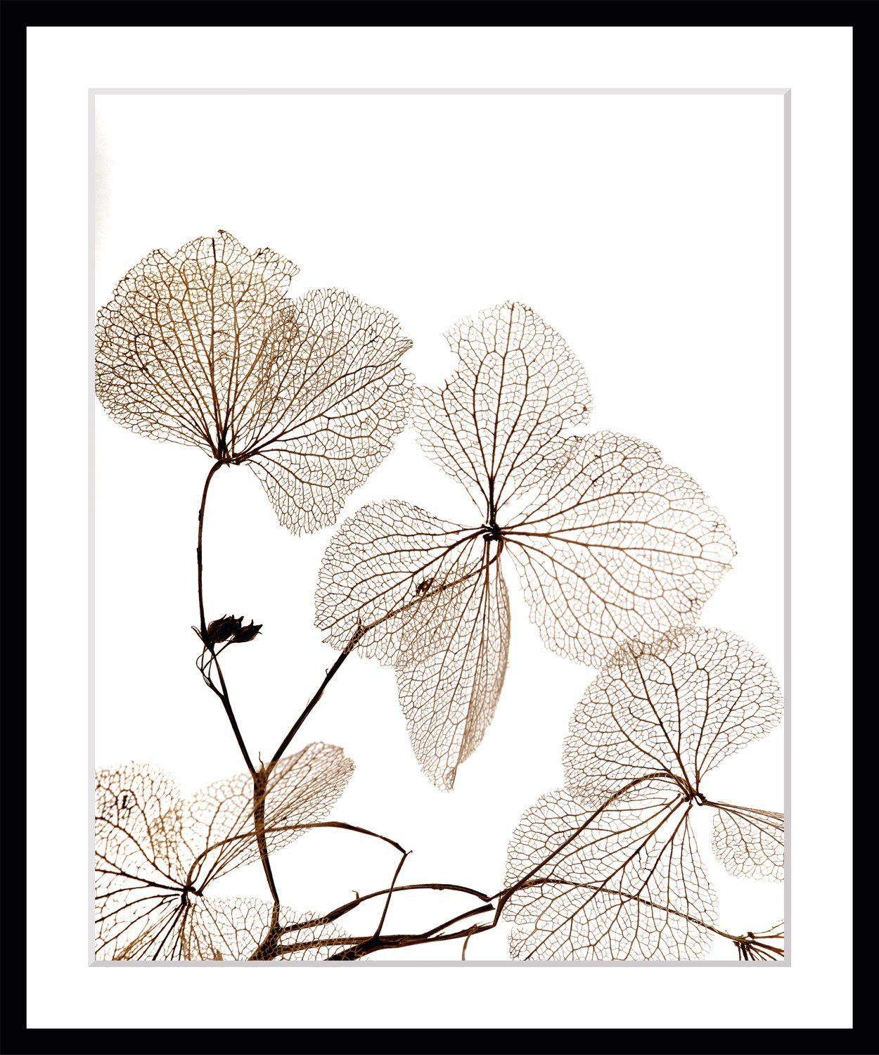 queence Bild Ina, Blumen, Pflanzen, Pflanzenbilder, Blumen, gerahmt