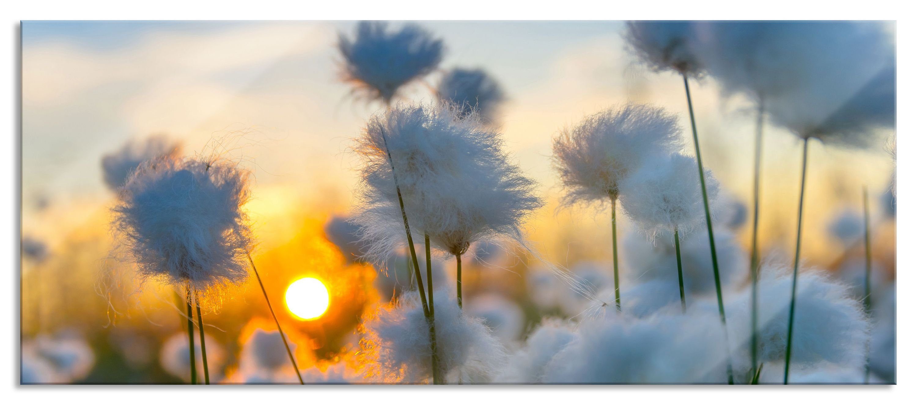 Glasbild Baumwollblüten im Sonnenuntergang