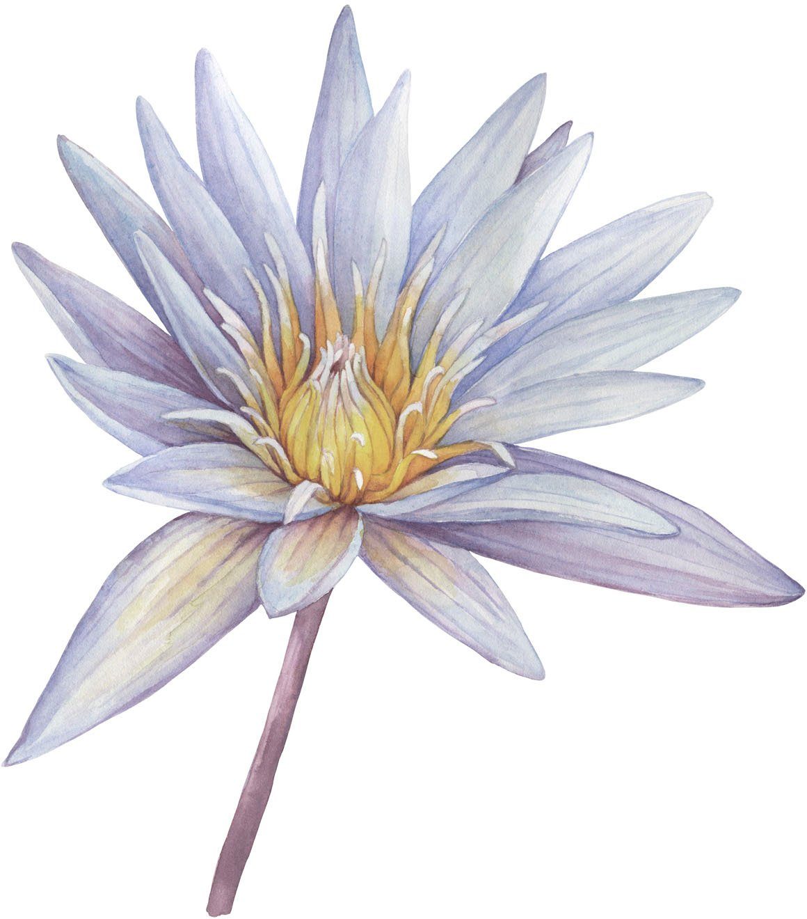 queence Wandtattoo Sahara (1 St), Rosen, selbstklebend, Wandsticker, Sticker, groß