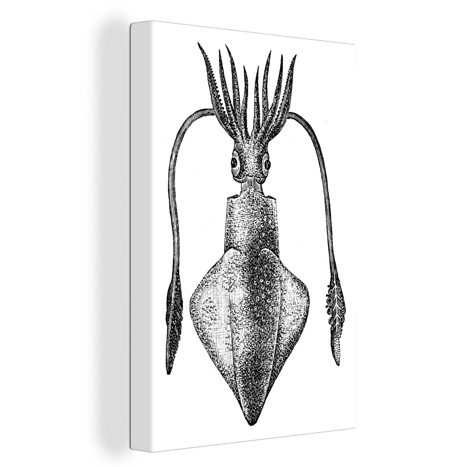 OneMillionCanvasses® Leinwandbild Eine antike Illustration eines europäischen Tintenfisches, (1 St), Leinwandbild fertig bespannt inkl. Zackenaufhänger, Gemälde, 20x30 cm