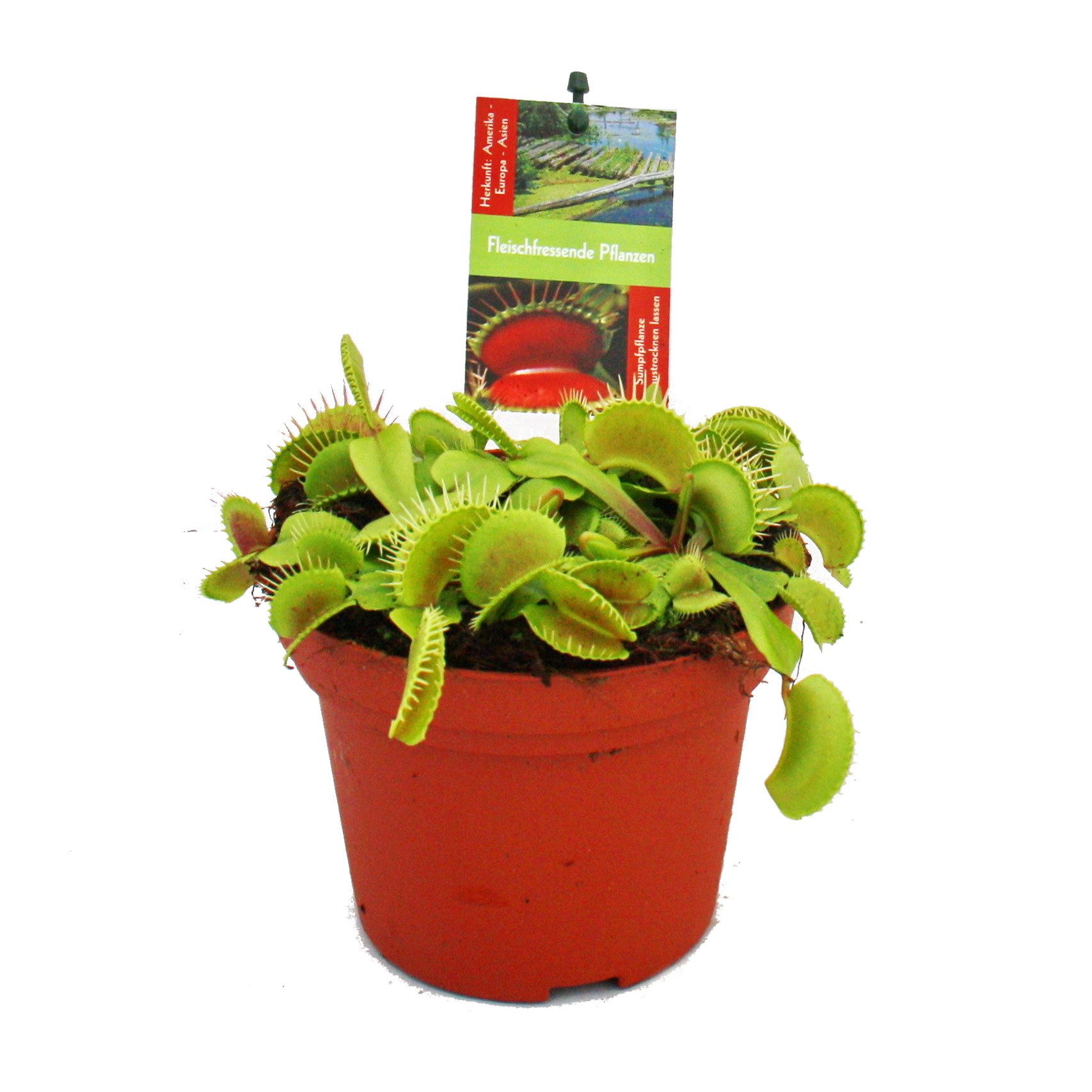 Exotenherz Zimmerpflanze Venusfliegenfalle - Dionaea muscipula -12cm Topf