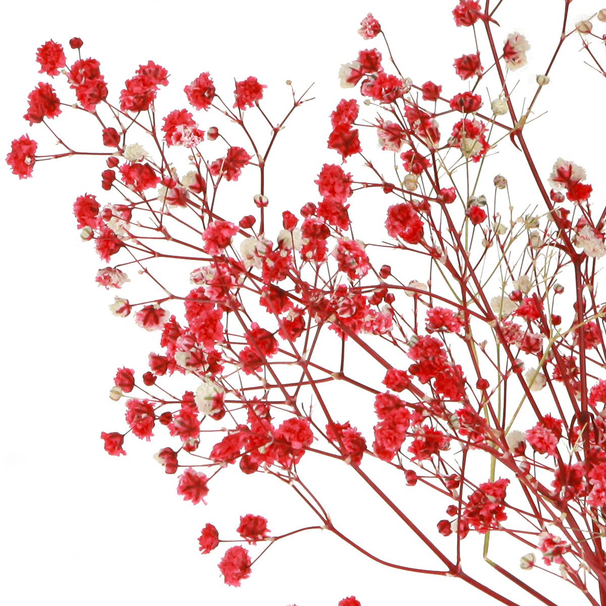 Trockenblume Schleierkraut Trockenblumen Rot 50cm 55g günstig online kaufen
