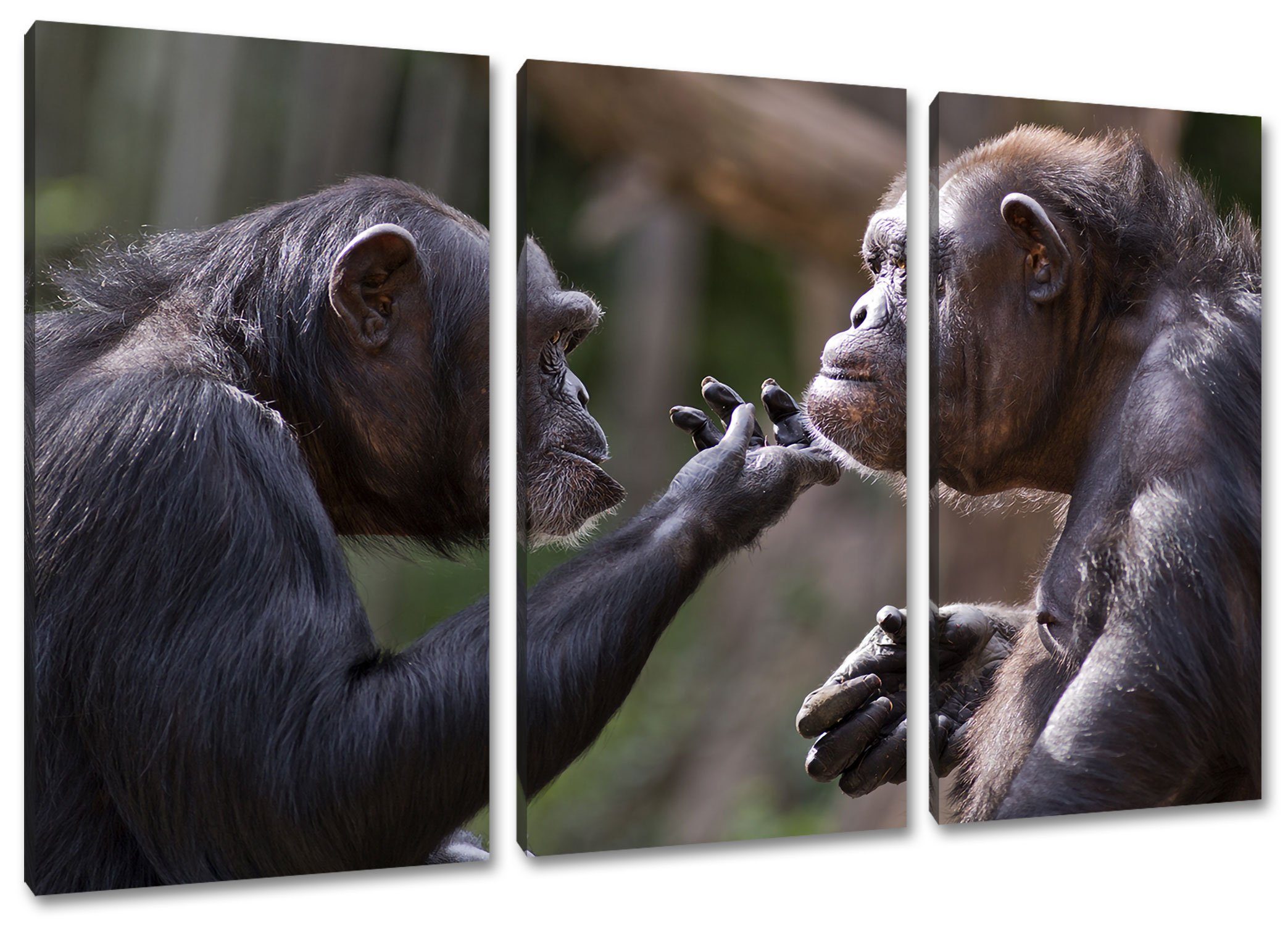 Pixxprint Leinwandbild Schimpansen Freundschaft, Schimpansen Freundschaft 3Teiler (120x80cm) (1 St), Leinwandbild fertig bespannt, inkl. Zackenaufhänger