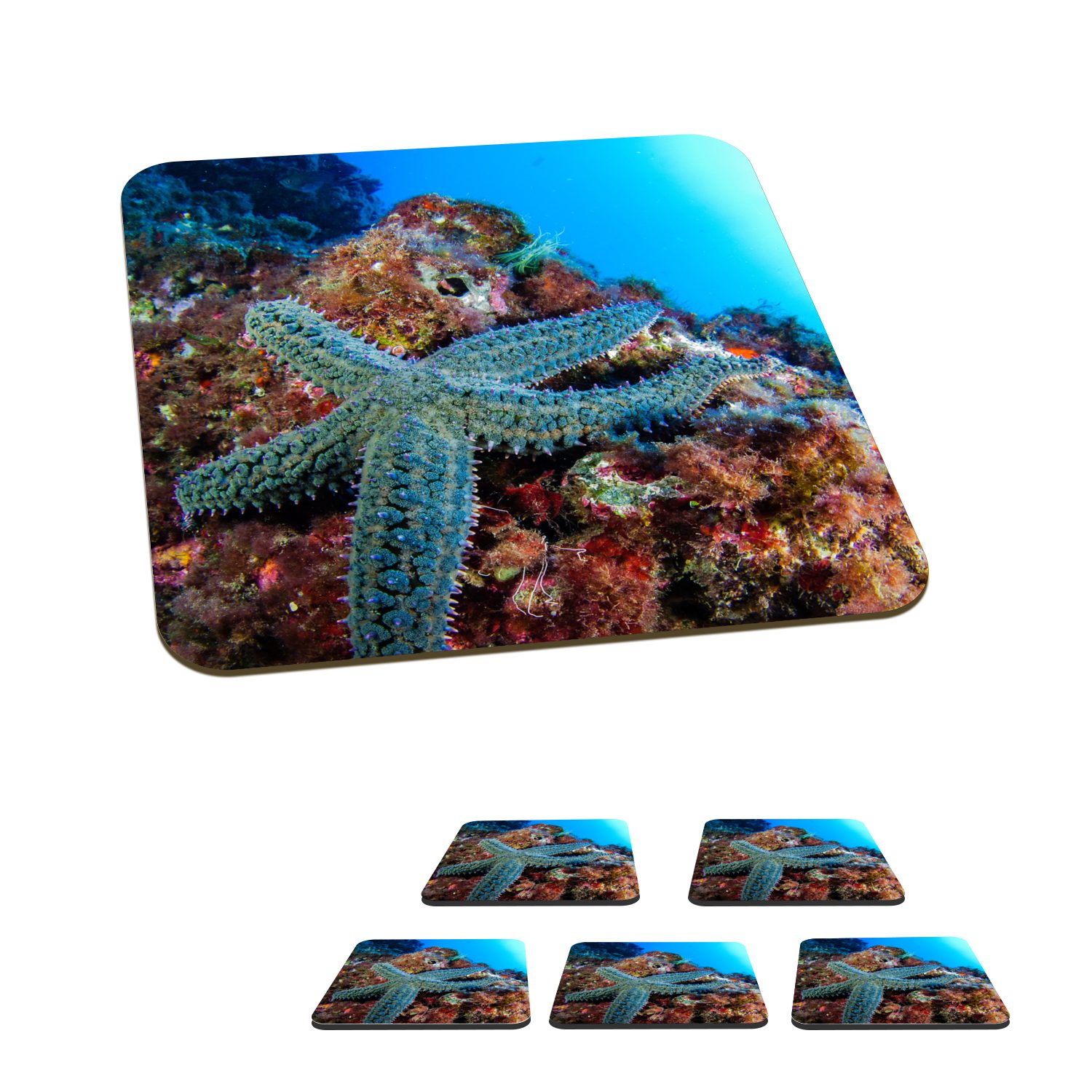 MuchoWow Glasuntersetzer Seesterne - Korallen - Tiere, Zubehör für Gläser, 6-tlg., Glasuntersetzer, Tischuntersetzer, Korkuntersetzer, Untersetzer, Tasse