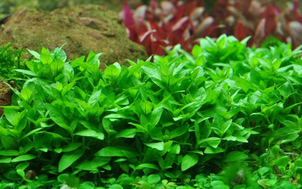Aquaone Wasserpflanze Aquarium Pflanze Staurogyne repens Tropica Nr.049G