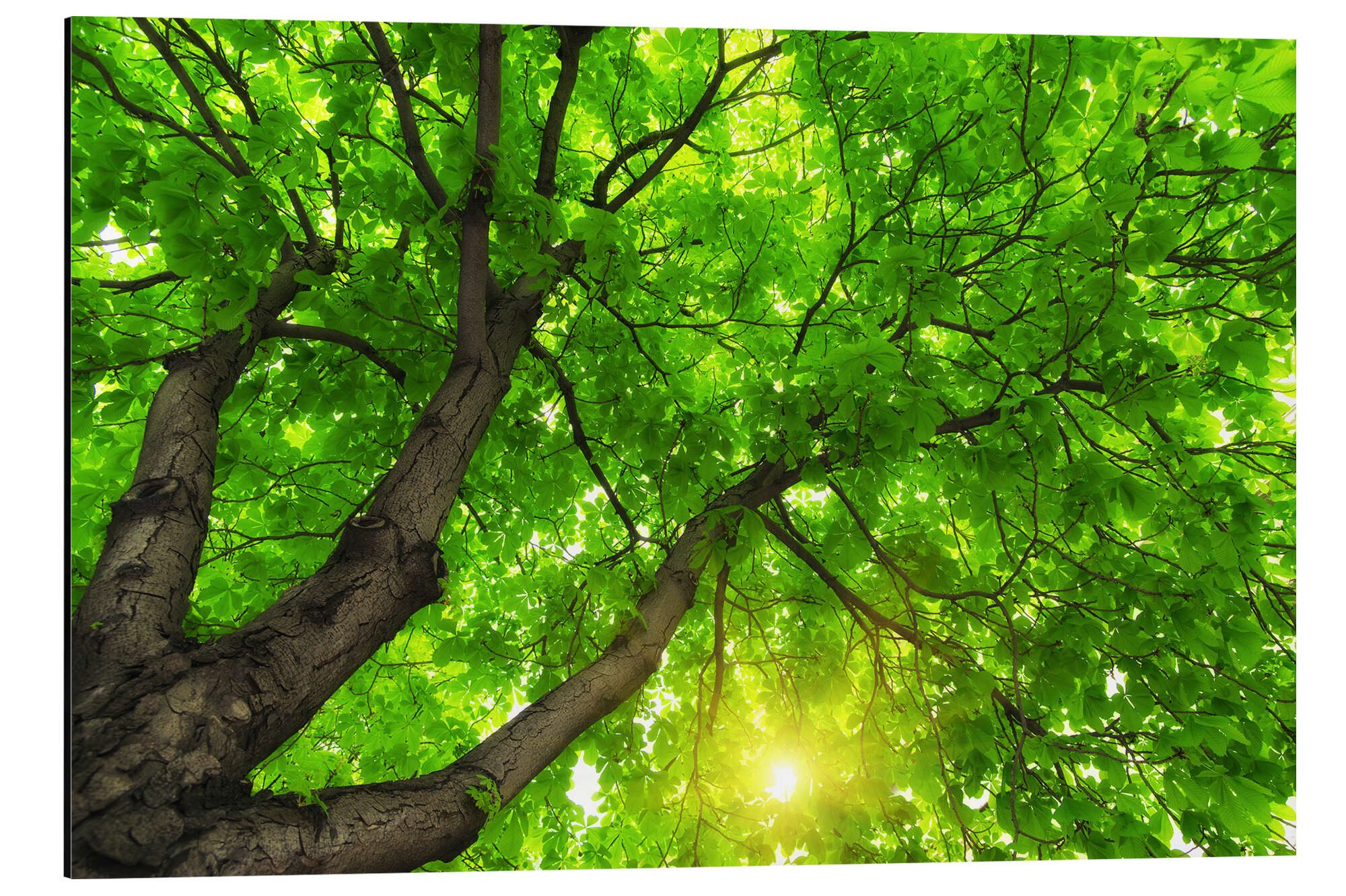 Posterlounge Alu-Dibond-Druck Editors Choice, Unter einem großen grünen Baum, Fotografie